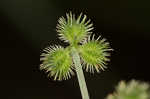 Largefruit blacksnakeroot